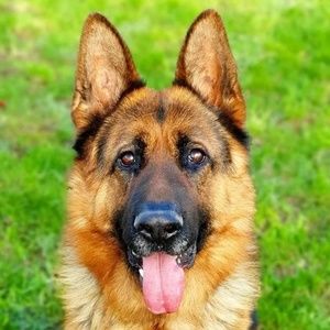 Meet your Posher, Sammy